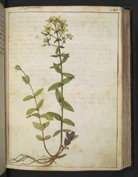 Hypericum perfoliatum, fra "Paintings of Flora of the Roman States" af Gherardo Cibo, Add MS 22333, f084r, c.1564-84 (akvarel & gouache på papir)