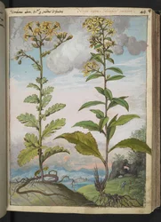 Jacobaeae vulgaris et Senecio ovatu, fra "Paintings of Flora of the Roman States" af Gherardo Cibo, Add MS 22333, f046r, c.1564-84 (akvarel & gouache på papir)