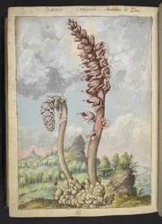 Lathraea squamaria, fra "Paintings of Flora of the Roman States" af Gherardo Cibo, Add MS 22333, f178v, c.1564-84 (akvarel & gouache på papir)
