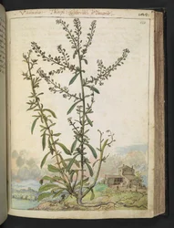 Lepidium graminifolium, fra "Paintings of Flora of the Roman States" af Gherardo Cibo, Add MS 22333, f120r, c.1564-84 (akvarel & gouache på papir)