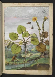Ligularia tussilaginea (Leopardplante), fra "Paintings of Flora of the Roman States" af Gherardo Cibo, Tilføj MS 22333, f011r, c.1564-84 (akvarel & gouache på papir)