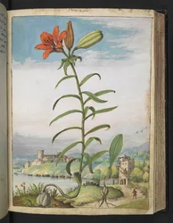 Lilium bulbiferum: En plante med røde kronblade, fra "Paintings of Flora of the Roman States" af Gherardo Cibo, Add MS 22333, f080r, c.1564-84 (akvarel & gouache på papir)