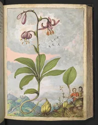 Lilium martagon, fra "Paintings of Flora of the Roman States" af Gherardo Cibo, Add MS 22333, f081r, c.1564-84 (akvarel og gouache på papir)