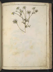 Matricaria chamomilla (kamille), fra "Paintings of Flora of the Roman States" af Gherardo Cibo, Add MS 22333, f163r, c.1564-84 (akvarel & gouache på papir)