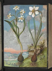 Narcissus tazetta og Narcissus poeticu: Planter med hvide kronblade, fra "Paintings of Flora of the Roman States" af Gherardo Cibo, Tilføj MS 22333, f059r, c.1564-84 (akvarel og gouache på papir)