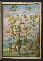 Oenanthe crocata, fra "Paintings of Flora of the Roman States" af Gherardo Cibo, Add MS 22333, f008r, c.1564-84 (akvarel & gouache på papir)