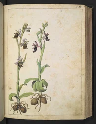 Orchis: En plante med hvide og lyserøde blomster, fra "Paintings of Flora of the Roman States" af Gherardo Cibo, Add MS 22333, f066r, c.1564-84 (akvarel & gouache på papir)