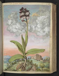 Orchis serapias, fra "Paintings of Flora of the Roman States" af Gherardo Cibo, Add MS 22333, f063r, c.1564-84 (akvarel & gouache på papir)