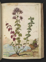 Origanum vulgare, fra "Paintings of Flora of the Roman States" af Gherardo Cibo, Add MS 22333, f130r, c.1564-84 (akvarel & gouache på papir)
