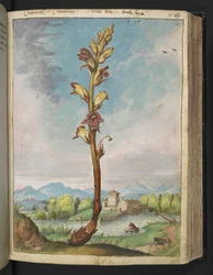 Orobanche gracilis, fra "Paintings of Flora of the Roman States" af Gherardo Cibo, Tilføj MS 22333, f070r, c.1564-84 (akvarel og gouache på papir)