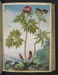 Paeonia officinalis, fra "Paintings of Flora of the Roman States" af Gherardo Cibo, Tilføj MS 22333, f085r, c.1564-84 (akvarel og gouache på papir)