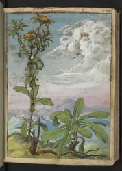 Pallenis spinosa, fra "Paintings of Flora of the Roman States" af Gherardo Cibo, Add MS 22333, f040r, c.1564-84 (akvarel & gouache på papir)
