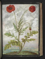 Papaver rhoeas (valmuer), fra "Paintings of Flora of the Roman States" af Gherardo Cibo, Add MS 22333, f107r, c.1564-84 (akvarel & gouache på papir)