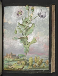 Papaver somniferum: En plante med hvide kronblade, fra "Paintings of Flora of the Roman States" af Gherardo Cibo, Add MS 22333, f108r, c.1564-84 (akvarel & gouache på papir)