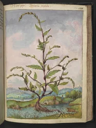 Persicaria hydropiper, fra "Paintings of Flora of the Roman States" af Gherardo Cibo, Add MS 22333, f152r, c.1564-84 (akvarel & gouache på papir)