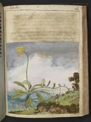 Pilosella officinarum, fra "Paintings of Flora of the Roman States" af Gherardo Cibo, Add MS 22333, f138r, c.1564-84 (akvarel & gouache på papir)