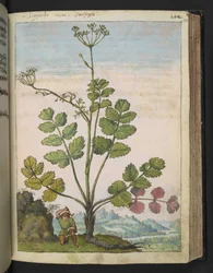 Pimpinella major, fra "Paintings of Flora of the Roman States" af Gherardo Cibo, Add MS 22333, f100r, c.1564-84 (akvarel og gouache på papir)