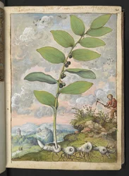 Polygonatum odoratum: En plante. En mand med et hak, fra "Paintings of Flora of the Roman States" af Gherardo Cibo, Add MS 22333, f025r, c.1564-84 (akvarel og gouache på papir)