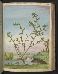 Polygonum aviculare, fra "Paintings of Flora of the Roman States" af Gherardo Cibo, Tilføj MS 22333, f111r, c.1564-84 (akvarel og gouache på papir)