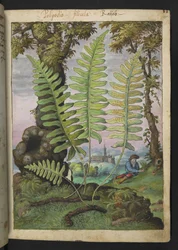 Polypodium, fra "Paintings of Flora of the Roman States" af Gherardo Cibo, Add MS 22333, f015r, c.1564-84 (akvarel & gouache på papir)