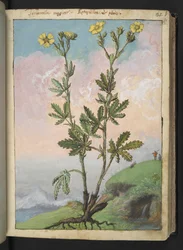 Potentilla recta: En plante med gule blomster, fra "Paintings of Flora of the Roman States" af Gherardo Cibo, Add MS 22333, f039r, c.1564-84 (akvarel & gouache på papir)