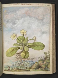 Primula vulgaris, fra "Paintings of Flora of the Roman States" af Gherardo Cibo, Add MS 22333, f128r, c.1564-84 (akvarel & gouache på papir)