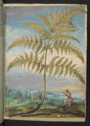 Pteridium aquilinum: En bregne, fra "Paintings of Flora of the Roman States" af Gherardo Cibo, Tilføj MS 22333, f020r, c.1564-84 (akvarel og gouache på papir)