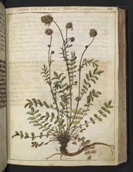 Sanguisorba minor, fra "Paintings of Flora of the Roman States" af Gherardo Cibo, Add MS 22333, f102r, c.1564-84 (akvarel & gouache på papir)