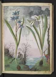 Scilla bifolia og Galanthus nivalis, fra "Paintings of Flora of the Roman States" af Gherardo Cibo, Add MS 22333, f035r, c.1564-84 (akvarel & gouache på papir)