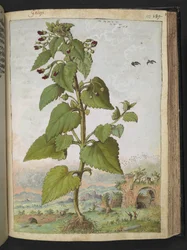 Scrophularia peregrina, fra "Paintings of Flora of the Roman States" af Gherardo Cibo, Add MS 22333, f133r, c.1564-84 (akvarel & gouache på papir)