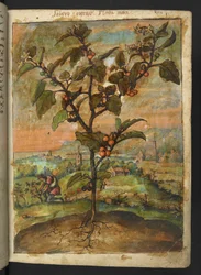Solanum nigrum: En plante med orange frugt, fra "Paintings of Flora of the Roman States" af Gherardo Cibo, Add MS 22333, f007r, c.1564-84 (akvarel & gouache på papir)