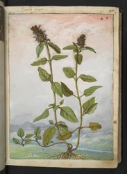 Symphytum bulbosum (Bulbous Comfrey), fra "Paintings of Flora of the Roman States" af Gherardo Cibo, Add MS 22333, f031r, c.1564-84 (akvarel & gouache på papir)