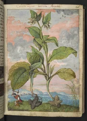 Symphytum tuberosum, fra "Paintings of Flora of the Roman States" af Gherardo Cibo, Add MS 22333, f030r, c.1564-84 (akvarel & gouache på papir)