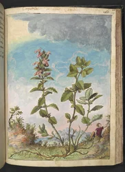 Teucrium chamaedrys (Wall Germander), fra "Paintings of Flora of the Roman States" af Gherardo Cibo, Add MS 22333, f159r, c.1564-84 (akvarel & gouache på papir)