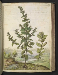 Teucrium scordium, fra "Paintings of Flora of the Roman States" af Gherardo Cibo, Add MS 22333, f105r, c.1564-84 (akvarel og gouache på papir)