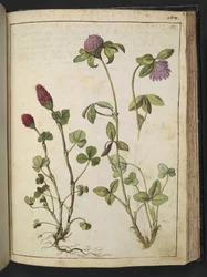 Trifolium incarnatum & Trifolium pratens, fra "Paintings of Flora of the Roman States" af Gherardo Cibo, Add MS 22333, f151r, c.1564-84 (akvarel & gouache på papir)