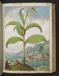Veratrum nigrum, fra "Paintings of Flora of the Roman States" af Gherardo Cibo, Add MS 22333, f096r, c.1564-84 (akvarel & gouache på papir)