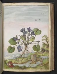 Viola odorata, fra "Paintings of Flora of the Roman States" af Gherardo Cibo, Add MS 22333, f104r, c.1564-84 (akvarel & gouache på papir)