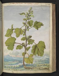 Xanthium strumarium, fra "Paintings of Flora of the Roman States" af Gherardo Cibo, Add MS 22333, f110r, c.1564-84 (akvarel & gouache på papir)