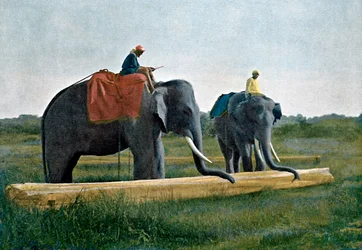 Elefanter flytter en træstamme, Ceylon, c1890