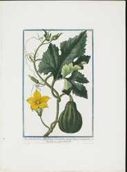 Grøntsagstryk, fra Hortus Romanus, Vol. I eller II, 1772-93 (stipstik, håndfarvet gouache)