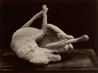 Hund, Pompeji, ca. 1870 (albumin sølvtryk fra glasnegativ)