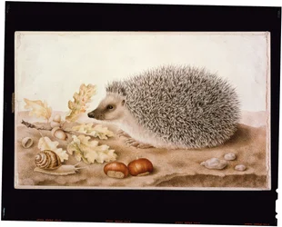Et pindsvin i et landskab (kropsfarve på vellum)