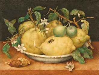 Stilleben med skål af citroner