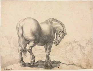 Studie af en hingst