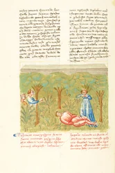 Dekameron, Salvieplanten - Pasquinos død , Fjerde dag, novelle 7.