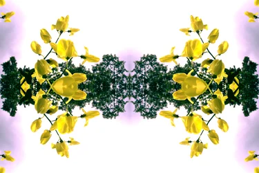 Unaturlig 151.2 (digitalt manipuleret foto)