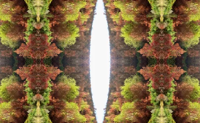 Unaturlig 81 (digitalt manipuleret foto)