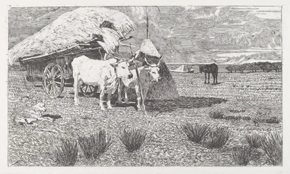 Okser spændt for en kærre (Maremma)