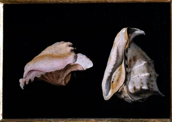 To skaller (stilleben med havskaller) Maleri af Filippo Napoletano (1587-1629) 1618 Dim 39x56 cm Firenze, palazzo Pitti